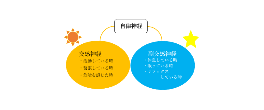 自律神経図 藤沢 湘南台の整体 体のバランス調整専門の整体院サンハーモニー