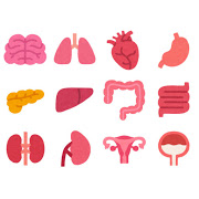体の様々な臓器